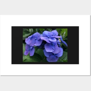 Perfect Blue Hydrangea in the Rain Posters and Art